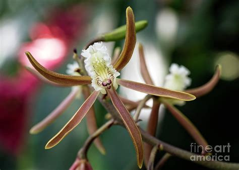 Spider Orchid 01 Photograph by KG Photography - Pixels