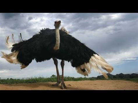 Is The Ostrich The Largest Bird In The World - Bird Walls