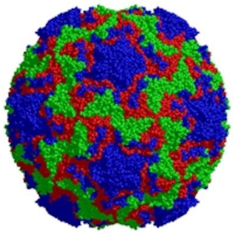 Rhinovirus Structure / Human Rhinoviruses Clinical Microbiology Reviews : Rhinoviruses (rvs) are ...