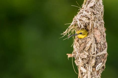 Bird's Nest - campestre.al.gov.br