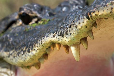 American Alligator Teeth, Close-up Photograph by Ivan Kuzmin