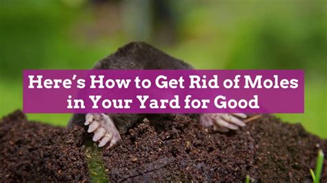 How to Repair Lawn Damage Caused by Moles - Tips and Tricks