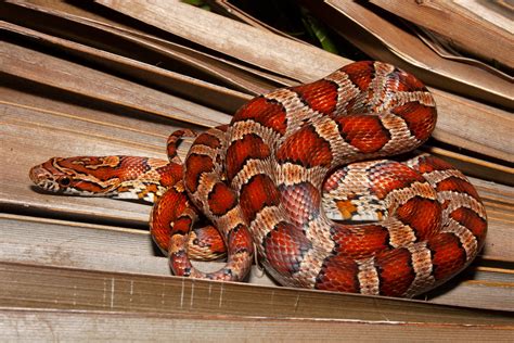 Red Cornsnake – Florida Snake ID Guide