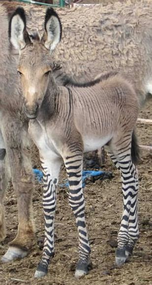 Young Zonkey | Zonkey, Rare animals, Zedonk