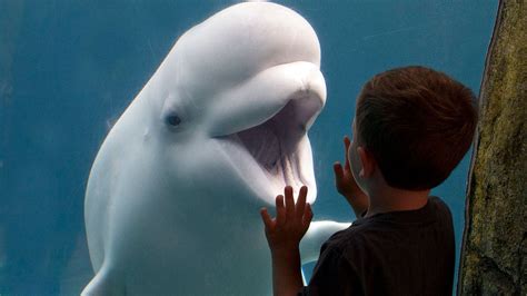 Third beluga whale dies in Connecticut’s Mystic Aquarium following problematic federal ...