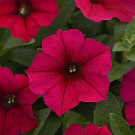 Petunia Wave® Carmine Velour F1 | All-America Selections