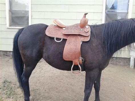 saddle fit critique *pic heavy* | The Horse Forum