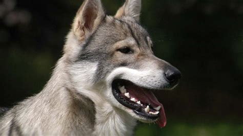 Tamaskan Dog - Price, Temperament, Life span