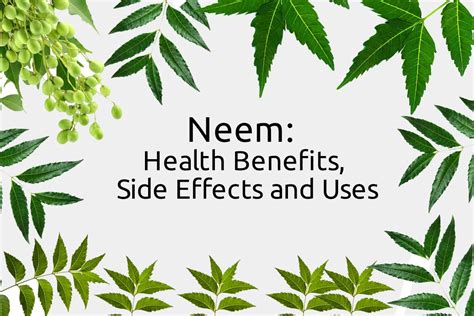 Neem: Health Benefits, Side Effects and Uses | Plants Information