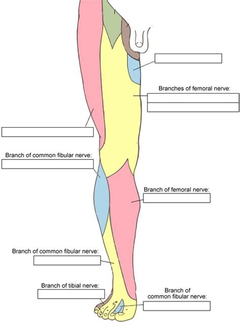 nerves of the leg and knee - ModernHeal.com