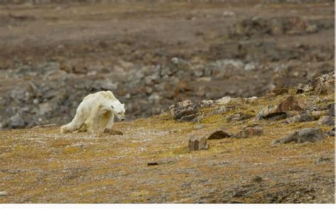 National Geographic photographer shares video of starving polar bear ...