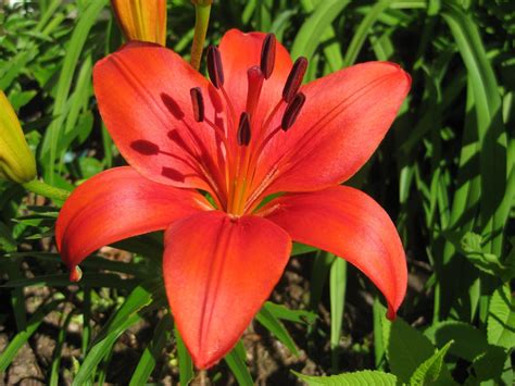 My Asiatic Lily Flowers - Salon des Refusés