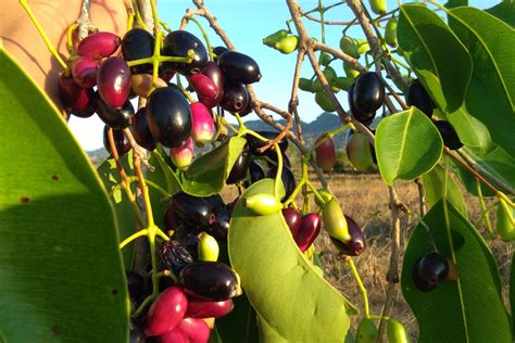 Jamblang - Jarang Terdengar Ini Ragam Khasiat Mujarab Buah Jamblang Ampuh Obati Diabetes Semua ...