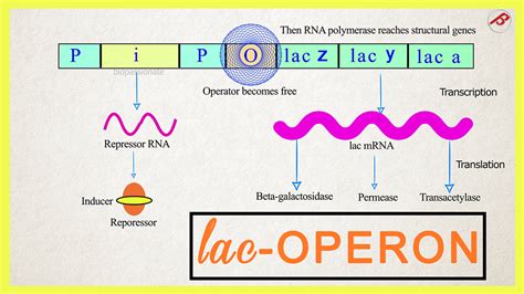 Lac-operon Concept | biopassionate