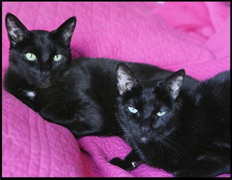 Black Siamese Cat - The Colors of the Siamese Cat | Siamese Cats And ...