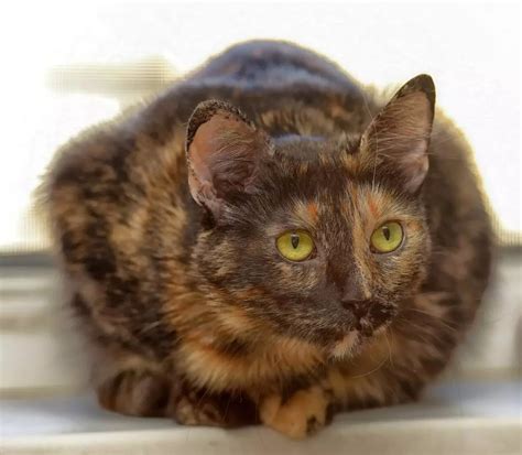 Feline 411: All About Tortoiseshell Cats