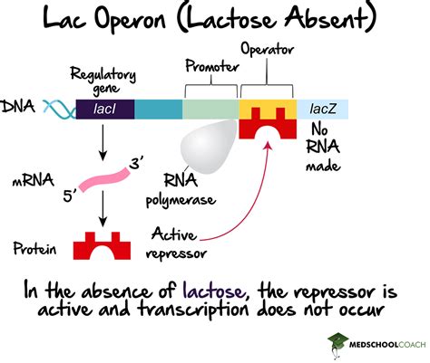 Lac Operon Structure