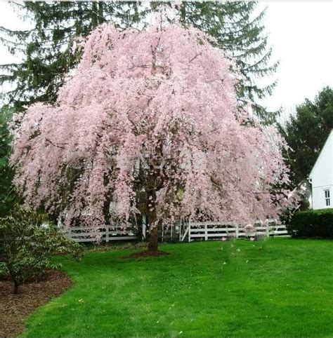 20 pink fountain weeping cherry tree Seeds DIY Home Garden Dwarf Tree ...