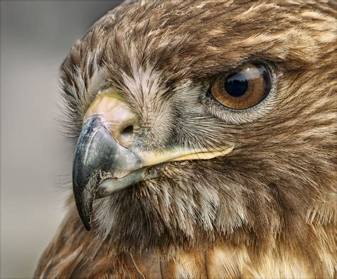 Red Tailed Hawk - Pentax User Photo Gallery