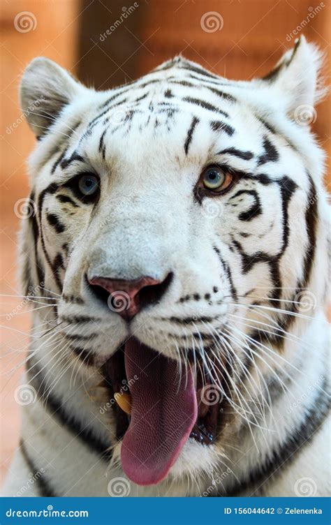 White Bengal tiger roaring stock photo. Image of feline - 156044642