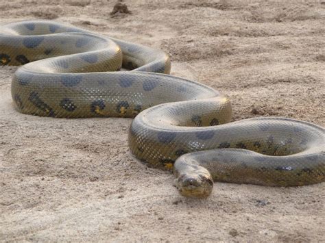 Amazing Green Anaconda - Giant Anaconda Facts, Photos, Information, Habitats, News | Most ...