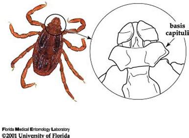 brown dog tick - Rhipicephalus sanguineus Latreille