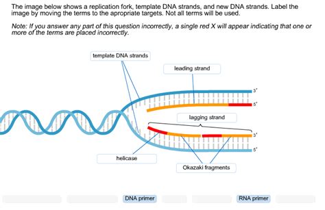 The Image Below Shows A Replication Fork, Template ... | Chegg.com