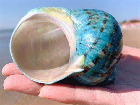 Big Size Hermit Crab Sea Shell, 1 7/8 2 1/4 Opening Hole.green Mother of PEARL JADE TURBO Sea ...