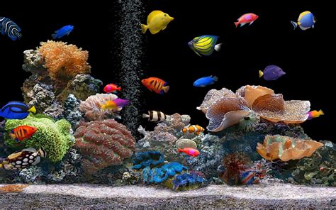 HD Fish Wallpaper - WallpaperSafari