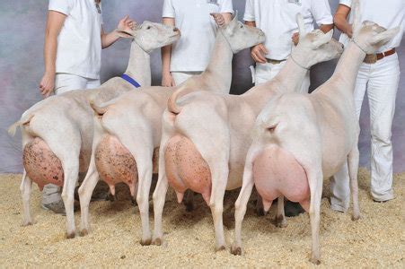 Saanen Goats at Best Price in Venlo, Limburg | Fooddrome B.v.