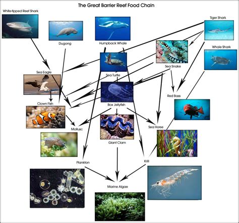 Great Barrier Reef Food Web | Great Barrier Reef Australia