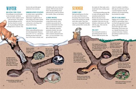 Groundhogs: The Truth Comes Out - NWF | Ranger Rick