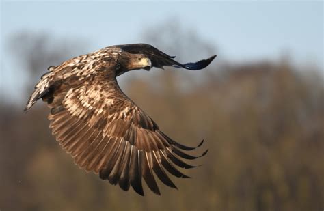 'Ireland makes headlines in Norway when a white-tailed eagle is killed ...