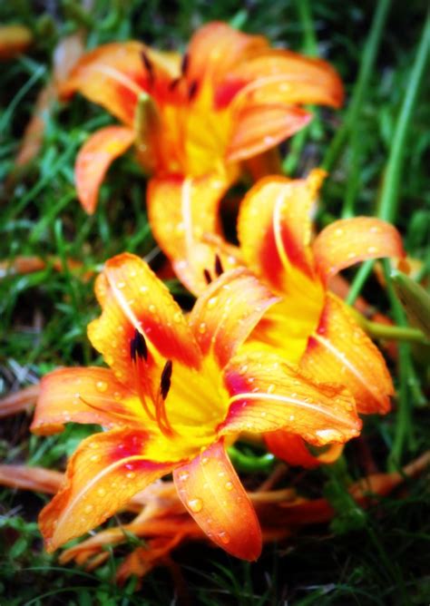 Tiger Lily Glow | Tiger lilies after a thunderstorm | Poppet Maulding | Flickr