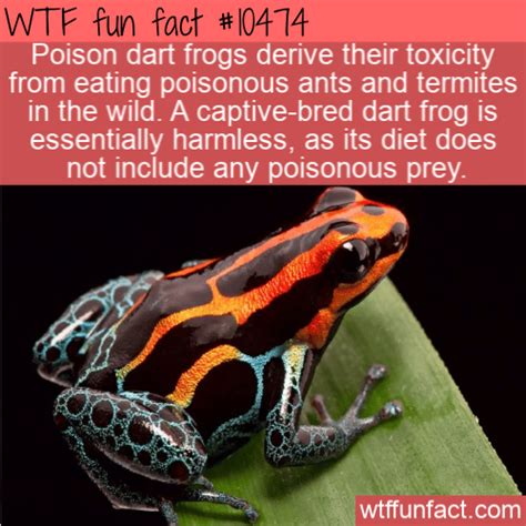 WTF Fun Fact - Poison Dart Frogs Diet