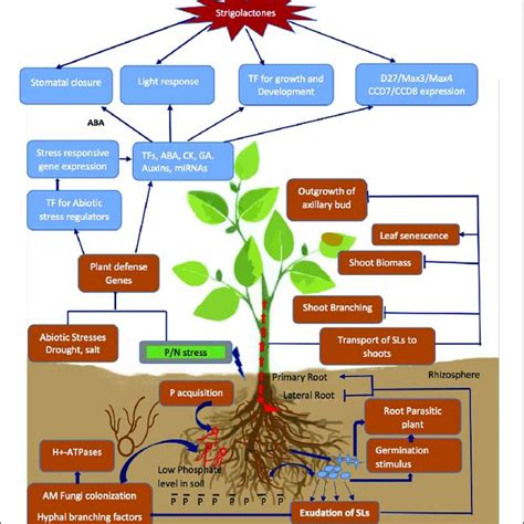 | Strigolactone perception and signaling mechanism, Interaction between... | Download Scientific ...