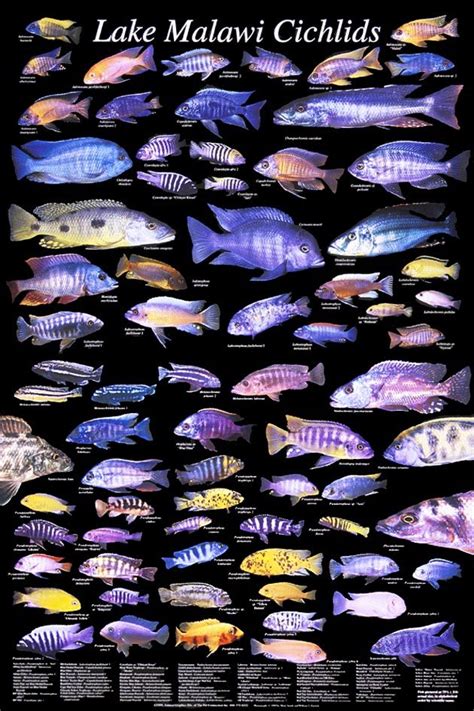 Lake Malawi Cichlids | Cichlid aquarium, Cichlids, Lake malawi cichlids