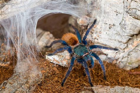 Species of Tarantula: The Complete List of Tarantula Breeds - AZ Animals