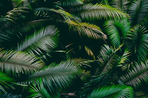 500+ Palm Leaf Pictures [HD] | Download Free Images on Unsplash