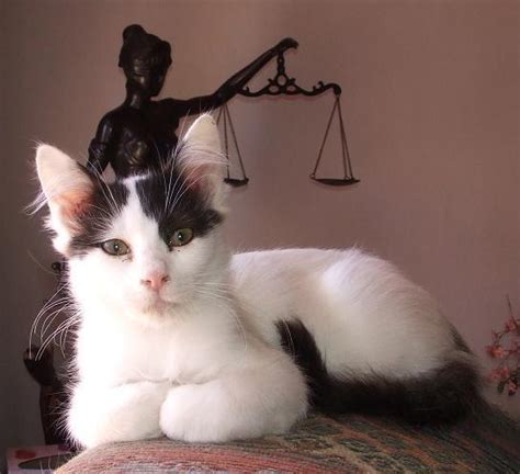 Cats - Black and White Turkish Van- Swimming Cats was listed for R3,500 ...