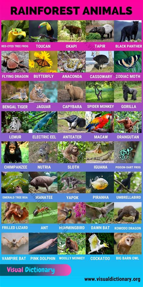 Rainforest Animals List Of Animals - Inge Regine