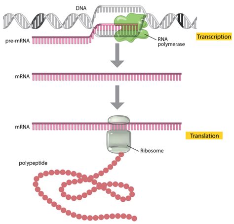 Dna Transcription And Translation Diagram