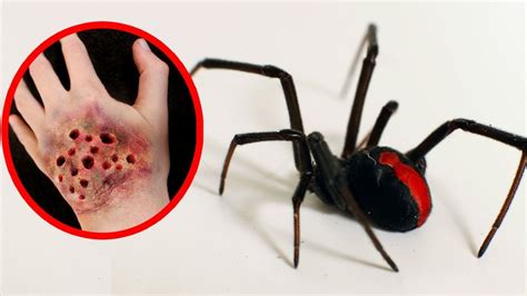 THE MOST POISONOUS SPIDERS In The World - YouTube