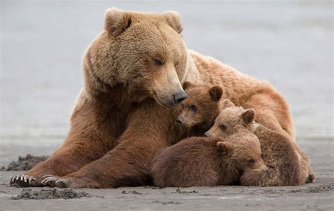 Momma Bear With Her Cubs | Bored Panda