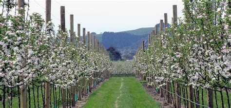 Solutions for Pome Fruit | BASF Crop Solutions New Zealand