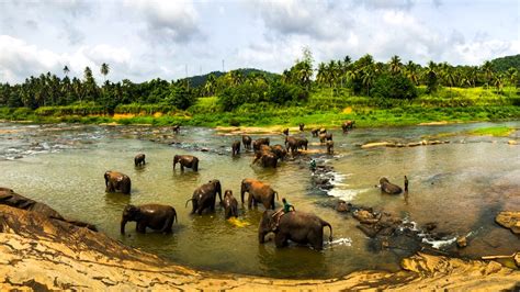 Preserving The Giants: Safeguarding The Sri Lankan Elephant Population ...