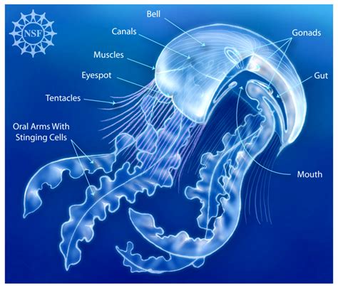 Anatomy Of A Jellyfish - Anatomical Charts & Posters