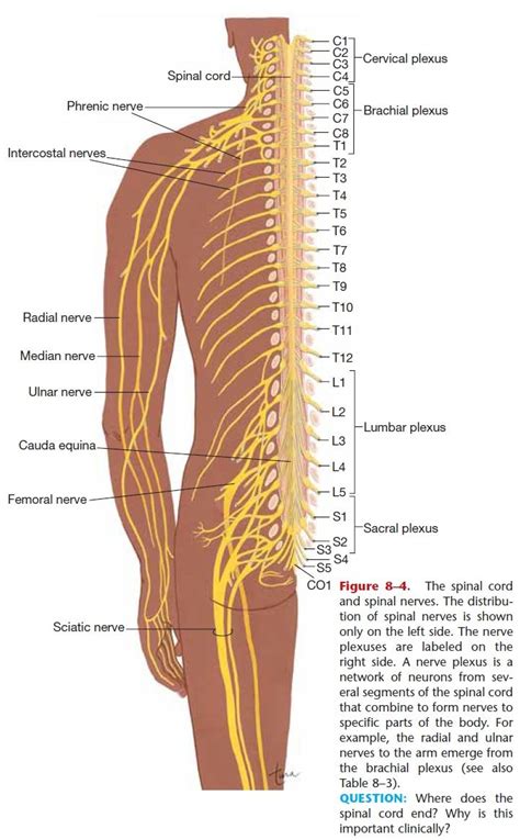 The spinal cord and spinal nerves – Artofit