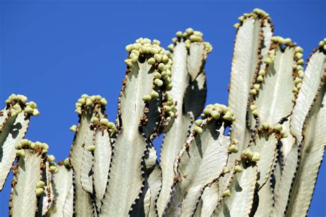 Cactus Seeds Free Stock Photo - Public Domain Pictures