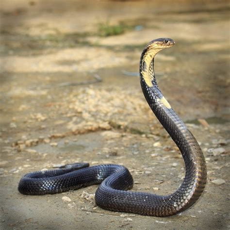 Discover the Interesting Life of Cobras – Animal Encyclopedia